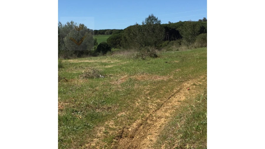Terreno para Venda em Santa Maria e São Miguel, São Martinho, São Pedro Penaferrim Foto 15