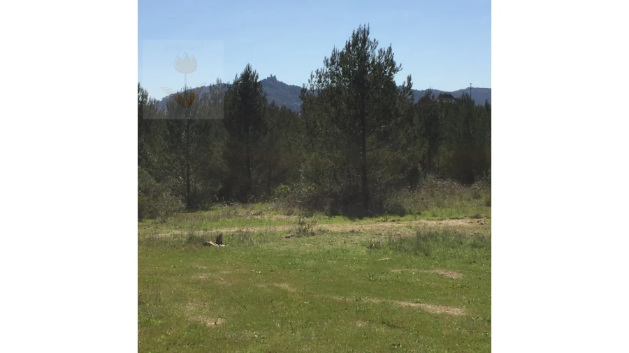 Terreno para Venda em Santa Maria e São Miguel, São Martinho, São Pedro Penaferrim Foto 18