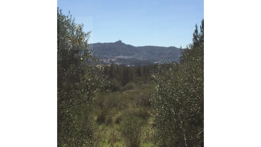 Terreno para Venda em Santa Maria e São Miguel, São Martinho, São Pedro Penaferrim Foto 19