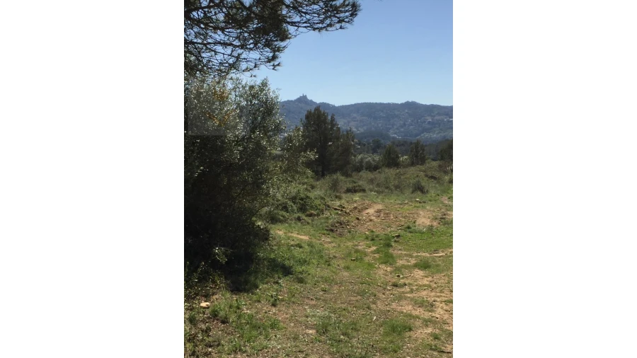 Terreno para Venda em Santa Maria e São Miguel, São Martinho, São Pedro Penaferrim Foto 24