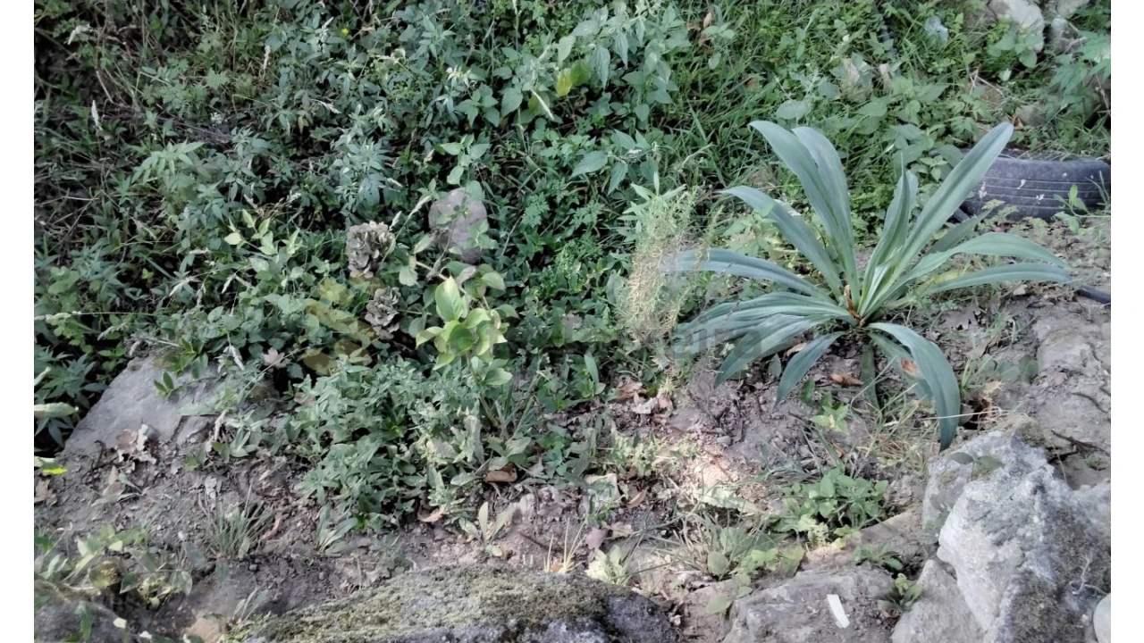 Quinta T3 para Venda em Vila Boa do Bispo Foto 24