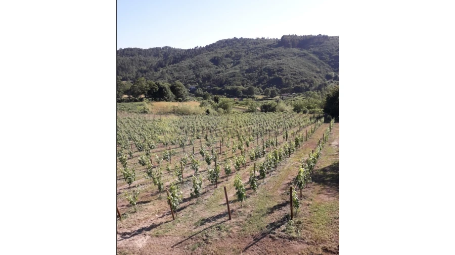 Terreno para Venda em Gove Foto 2