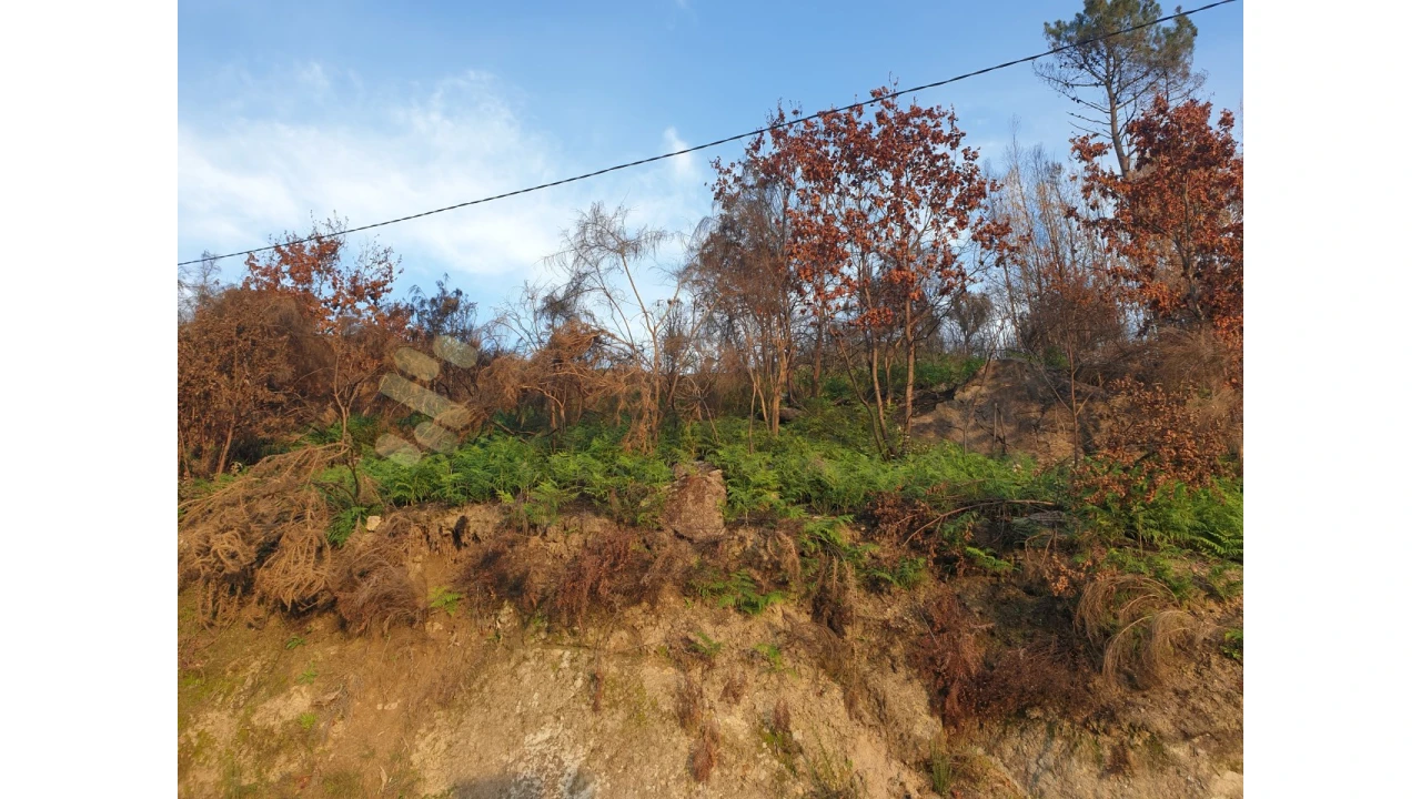 Terreno Agricola ou Rústico para Venda em Baião (Santa Leocádia) e Mesquinhata Foto 3