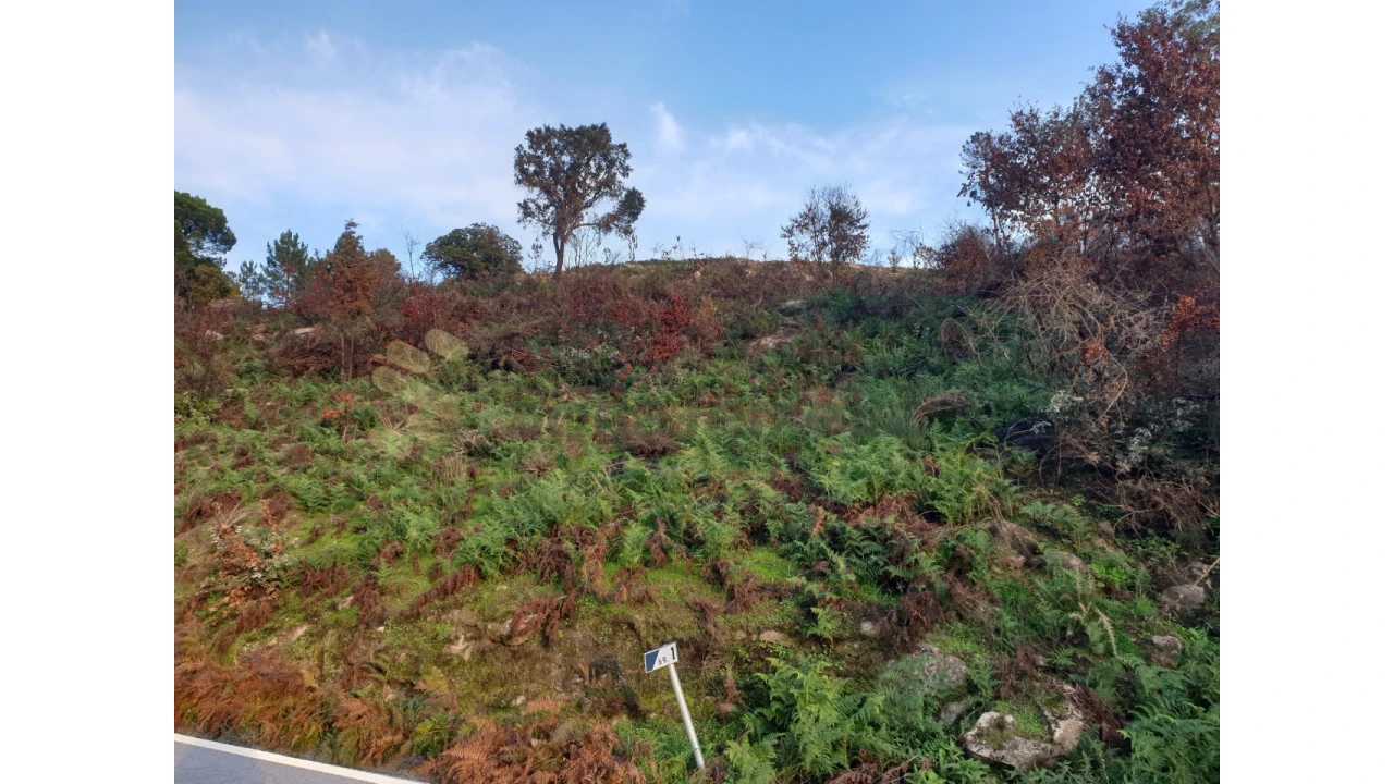 Terreno Agricola ou Rústico para Venda em Baião (Santa Leocádia) e Mesquinhata Foto 15