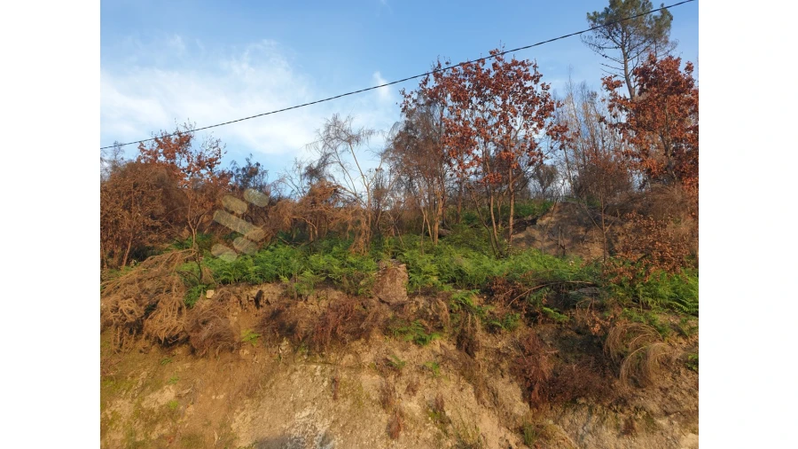 Terreno Agricola ou Rústico para Venda em Baião (Santa Leocádia) e Mesquinhata Foto 16