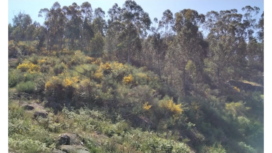 Terreno para Venda em Alpendorada, Várzea e Torrão Foto 15