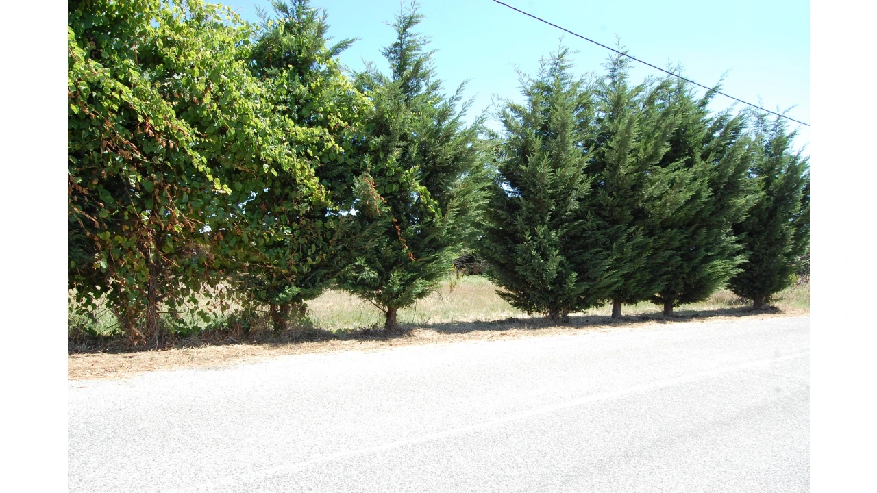 Terreno para Venda em Beco Foto 4