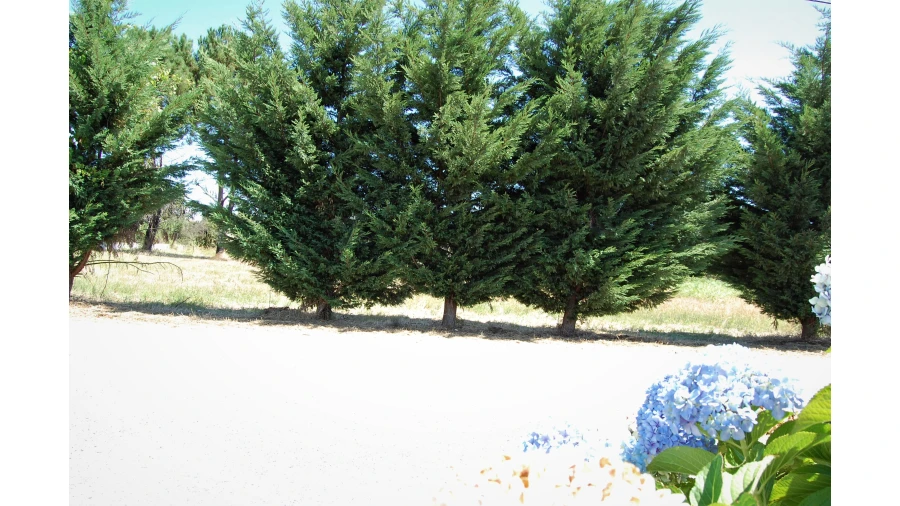 Terreno para Venda em Beco Foto 6