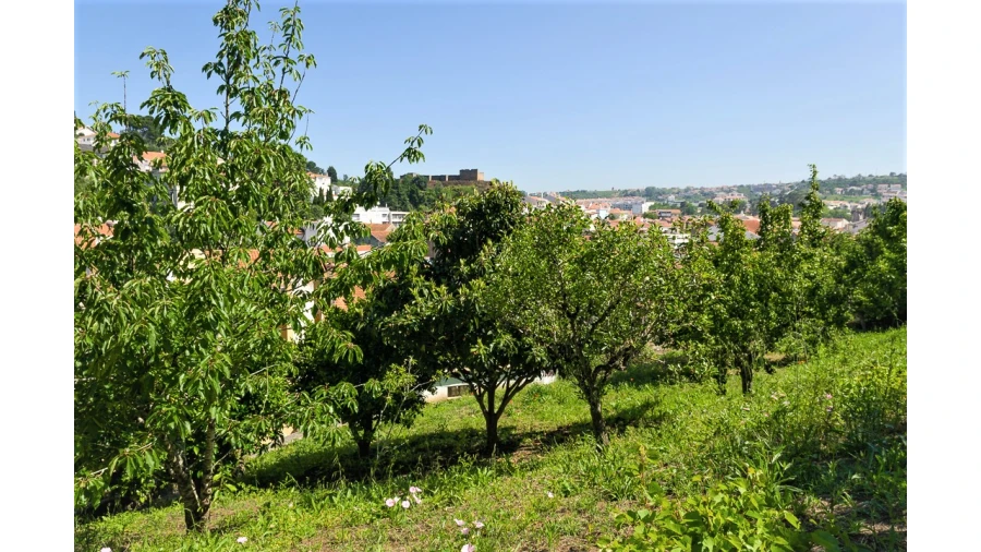 Prédio para Venda em Alcobaça e Vestiaria Foto 16
