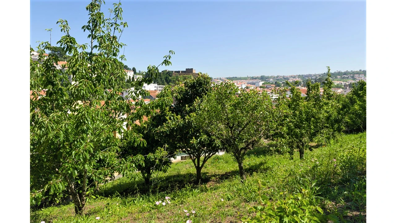 Prédio para Venda em Alcobaça e Vestiaria Foto 16