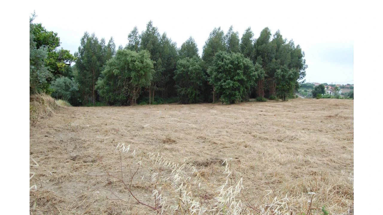 Terreno para Venda em Olalhas Foto 6