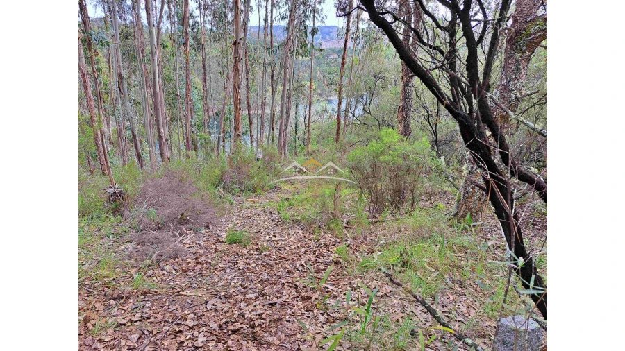 Terreno Agricola ou Rústico para Venda em Olalhas Foto 13