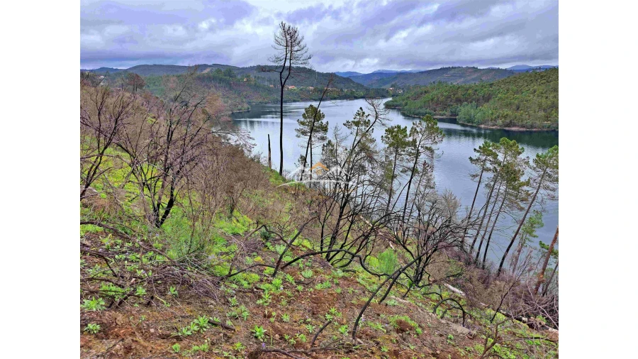 Terreno Agricola ou Rústico para Venda em Olalhas