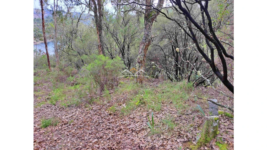 Terreno Agricola ou Rústico para Venda em Olalhas Foto 11