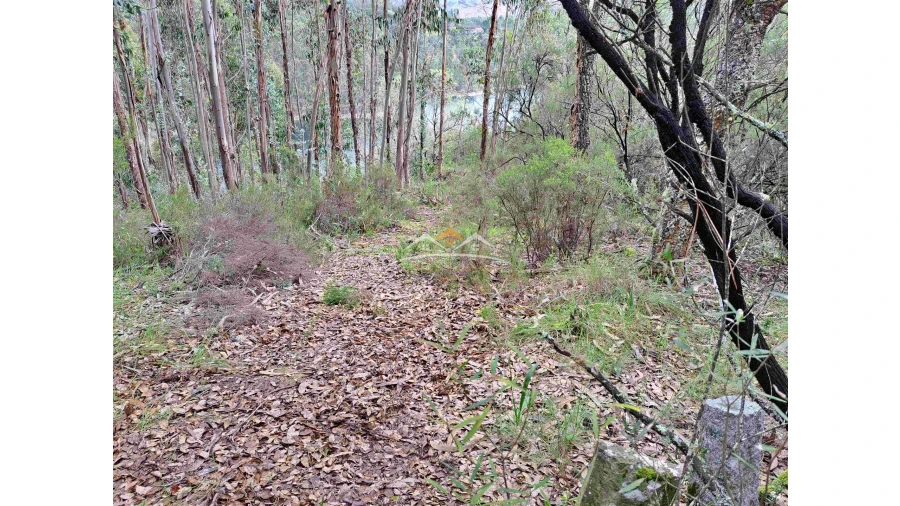 Terreno Agricola ou Rústico para Venda em Olalhas Foto 12