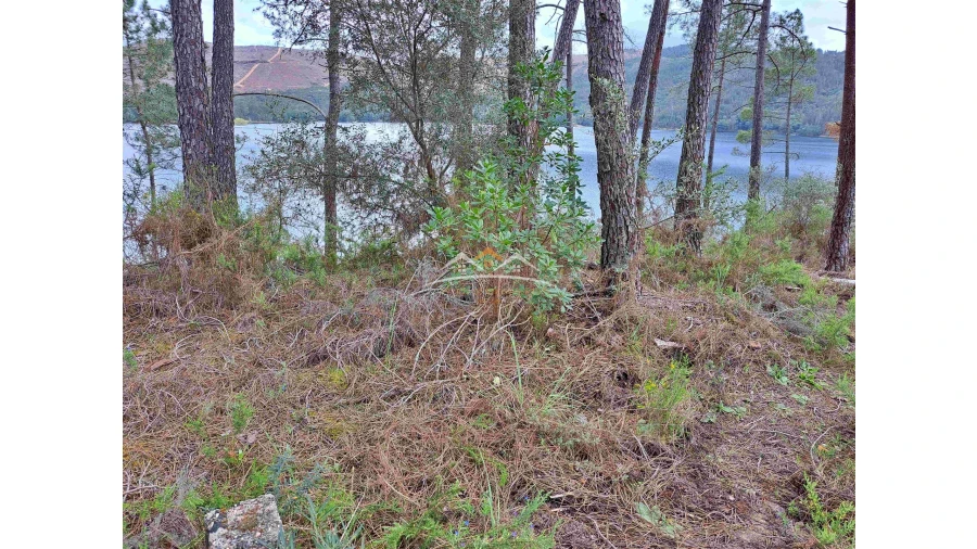 Terreno Agricola ou Rústico para Venda em Olalhas Foto 2