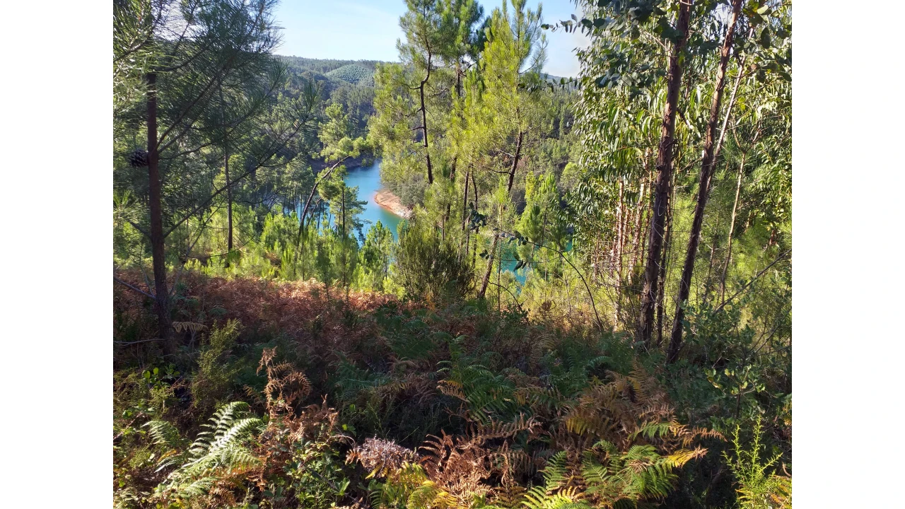 Terreno Agricola ou Rústico para Venda em Ferreira do Zezere Foto 2