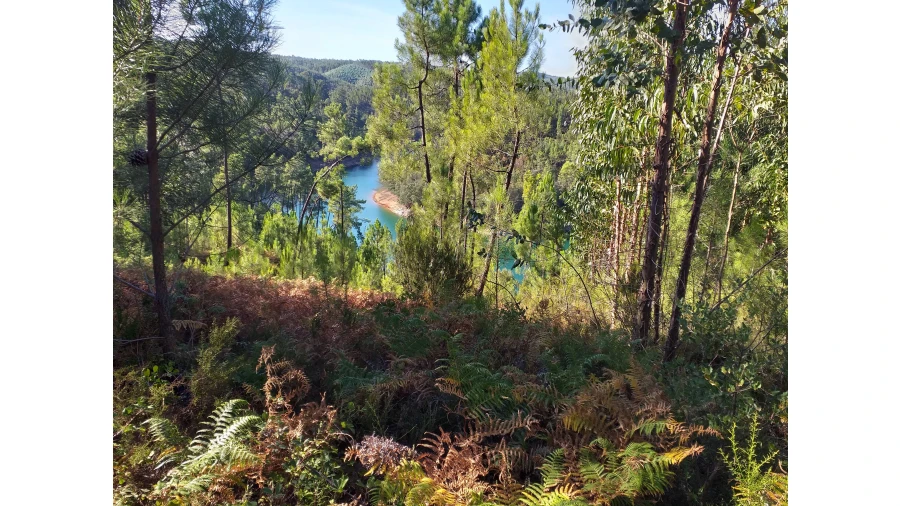 Terreno Agricola ou Rústico para Venda em Ferreira do Zezere Foto 2