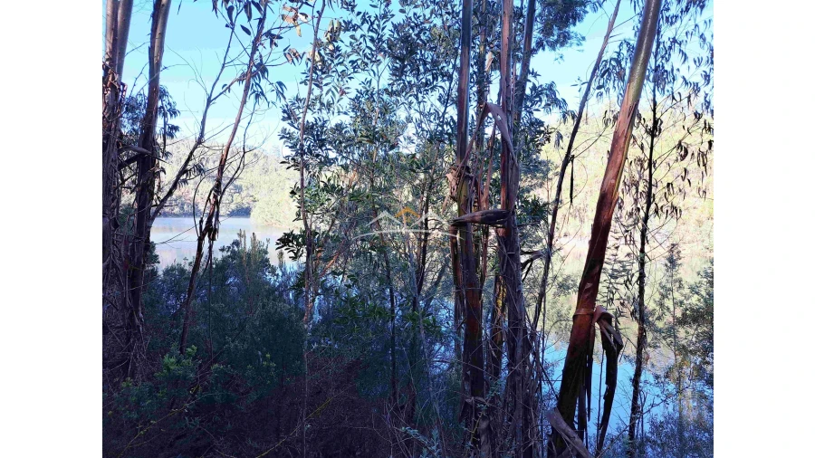 Terreno Agricola ou Rústico para Venda em Ferreira do Zezere Foto 6