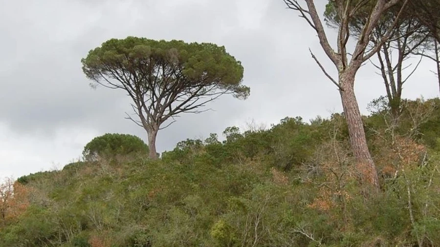 Terreno Agricola ou Rústico para Venda em Sabacheira