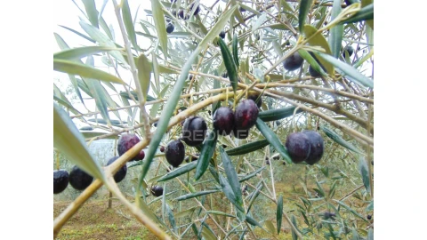 Terreno para Venda em Abaças