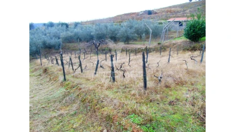 Terreno para Venda em Abaças