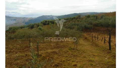 Terreno para Venda em Abaças