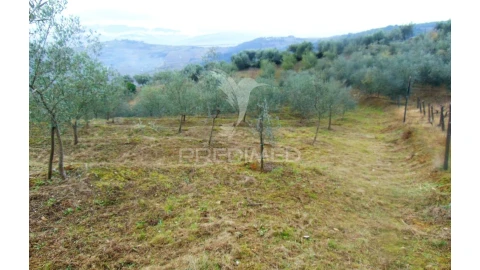 Terreno para Venda em Abaças
