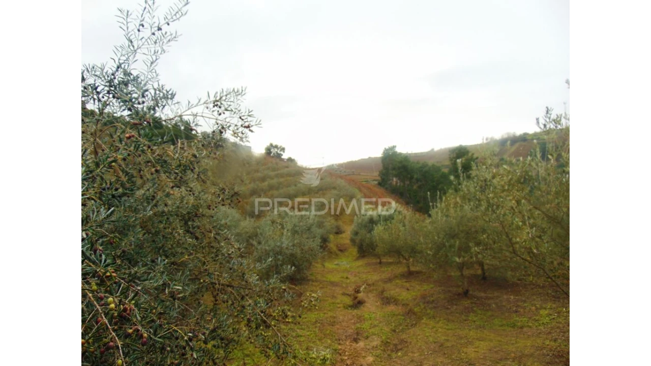 Terreno para Venda em Abaças Foto 17