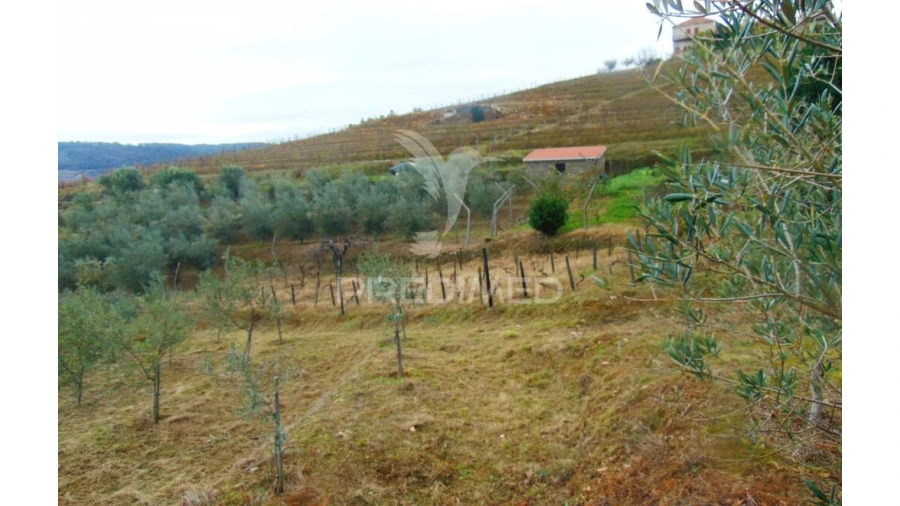 Terreno para Venda em Abaças Foto 13