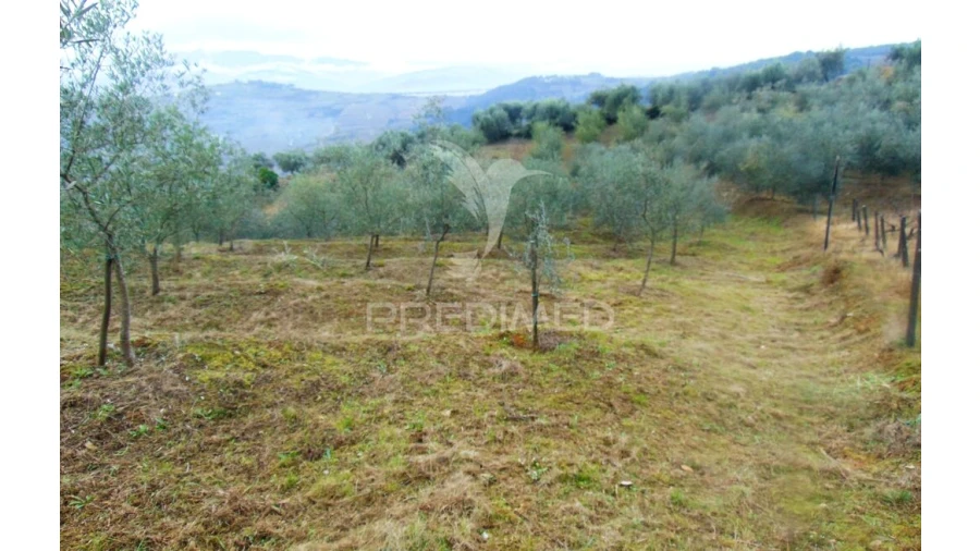 Terreno para Venda em Abaças Foto 6