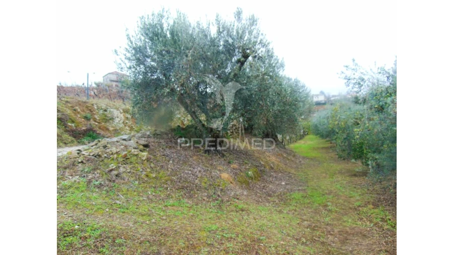 Terreno para Venda em Abaças Foto 18