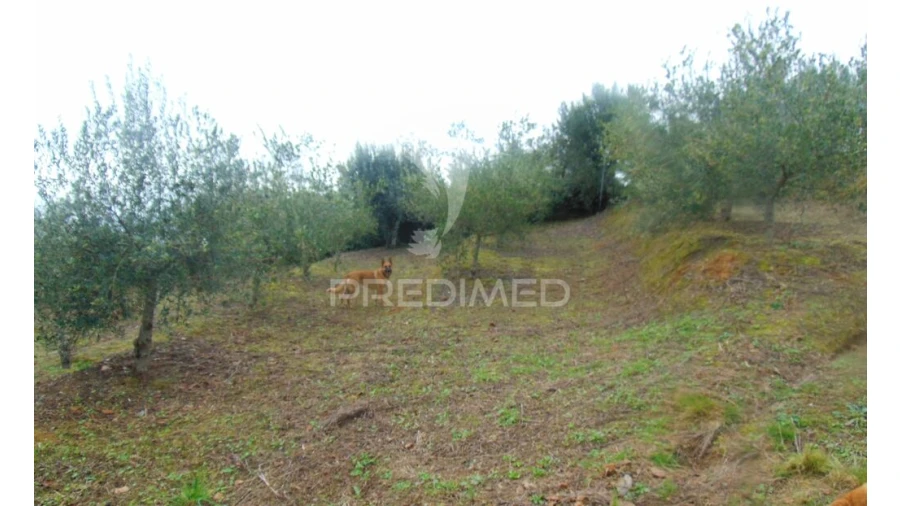 Terreno para Venda em Abaças Foto 16