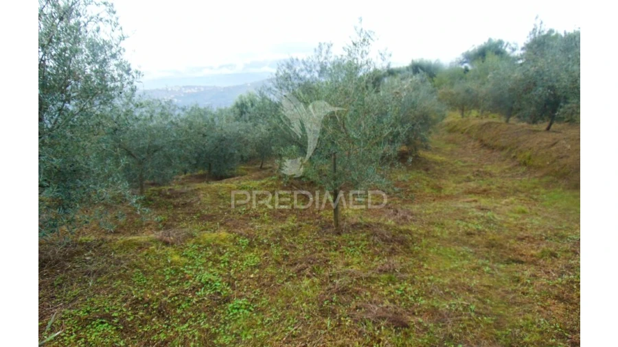 Terreno para Venda em Abaças Foto 15