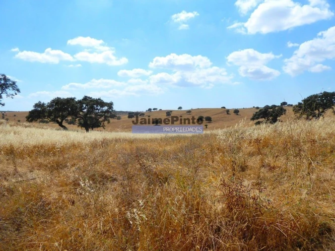 Terreno Agricola ou Rústico para Venda em Aldeia dos Fernandes Foto 2