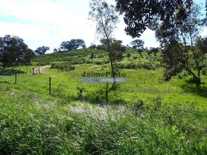 Terreno Agricola ou Rústico para Venda em Aldeia dos Fernandes Foto 4