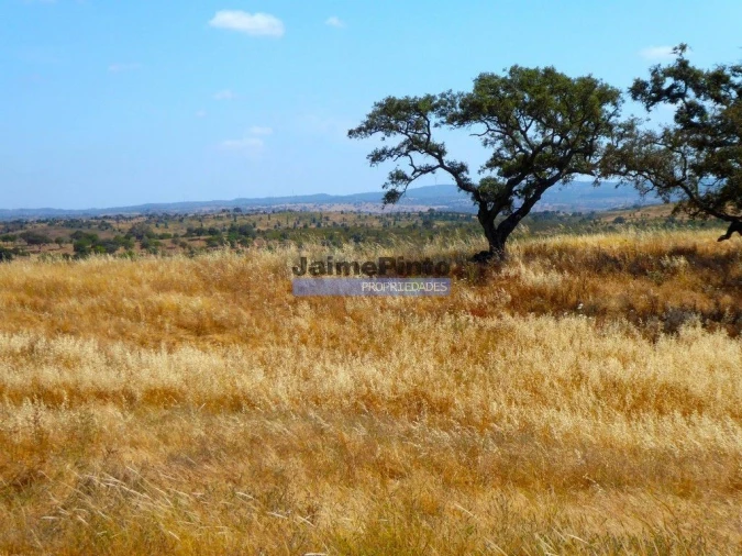 Terreno Agricola ou Rústico para Venda em Aldeia dos Fernandes Foto 5