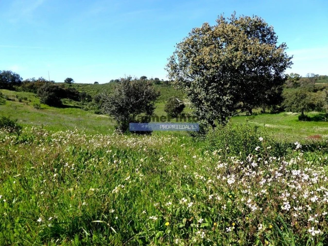 Terreno Agricola ou Rústico para Venda em Aldeia dos Fernandes Foto 9