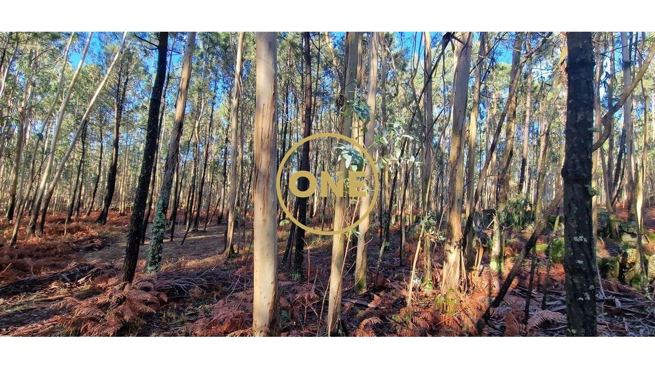 Terreno para Venda em Monte Córdova Foto 4