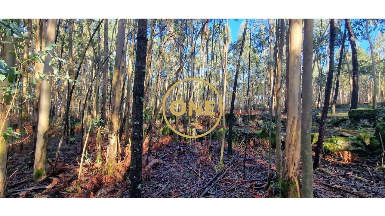 Terreno para Venda em Monte Córdova Foto 3