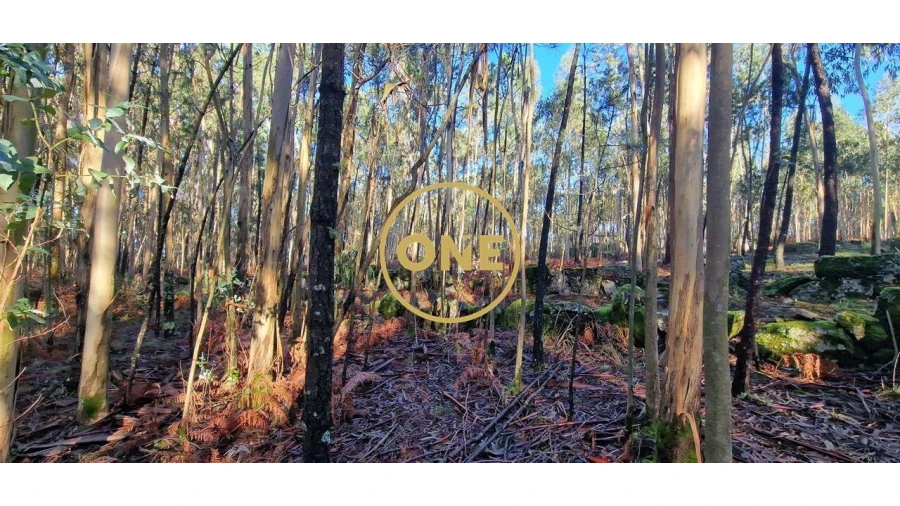 Terreno para Venda em Monte Córdova Foto 3