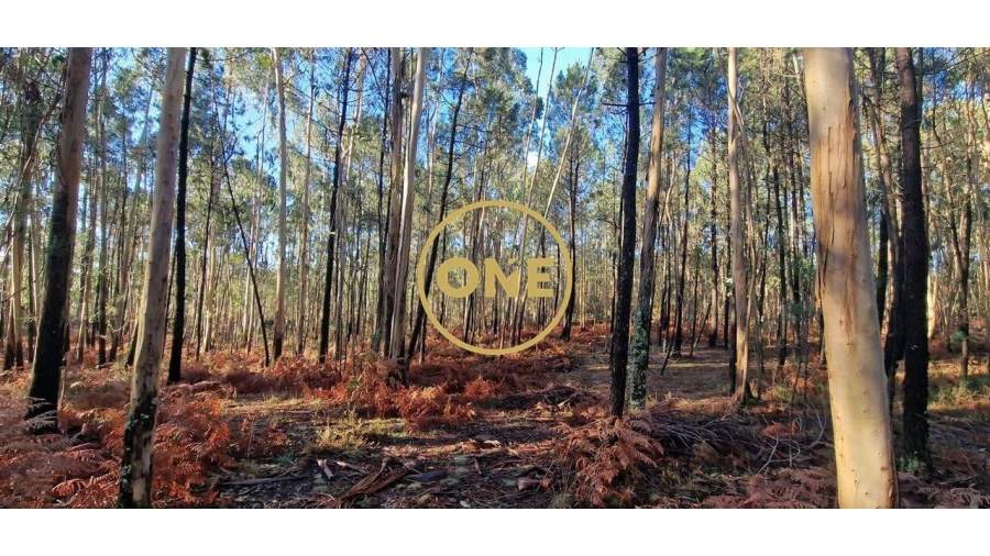 Terreno para Venda em Monte Córdova Foto 5