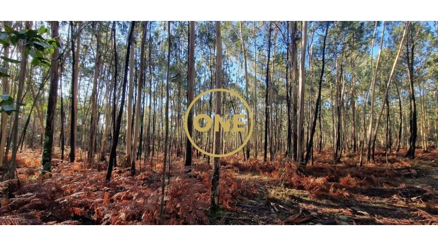 Terreno para Venda em Monte Córdova Foto 6