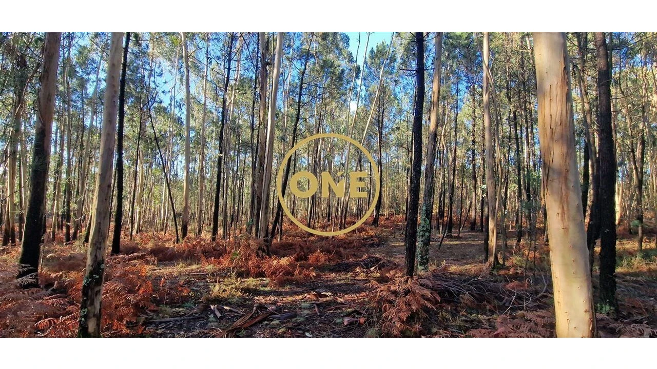 Terreno para Venda em Monte Córdova Foto 5