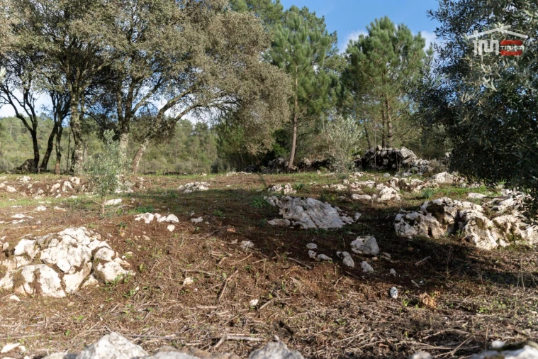 Terreno para Venda em São Mamede Foto 9