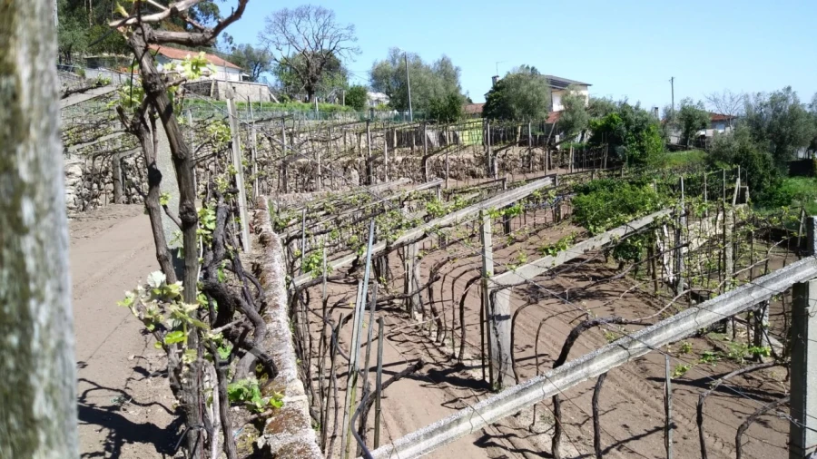 Quinta T4 para Venda em Palmeira de Faro e Curvos Foto 17
