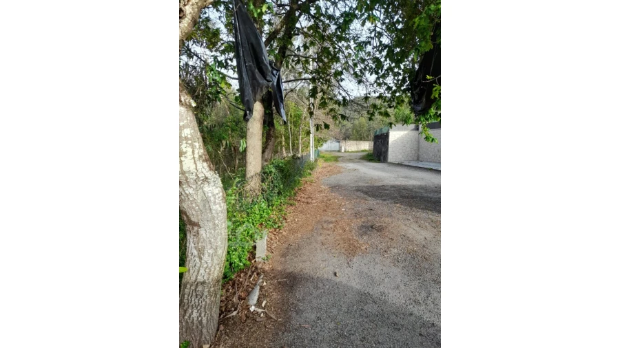 Terreno para Venda em Alvito (São Pedro e São Martinho) e Couto Foto 6