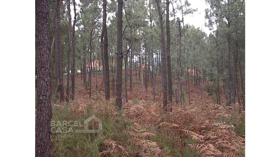 Terreno para Venda em Fragoso Foto 3