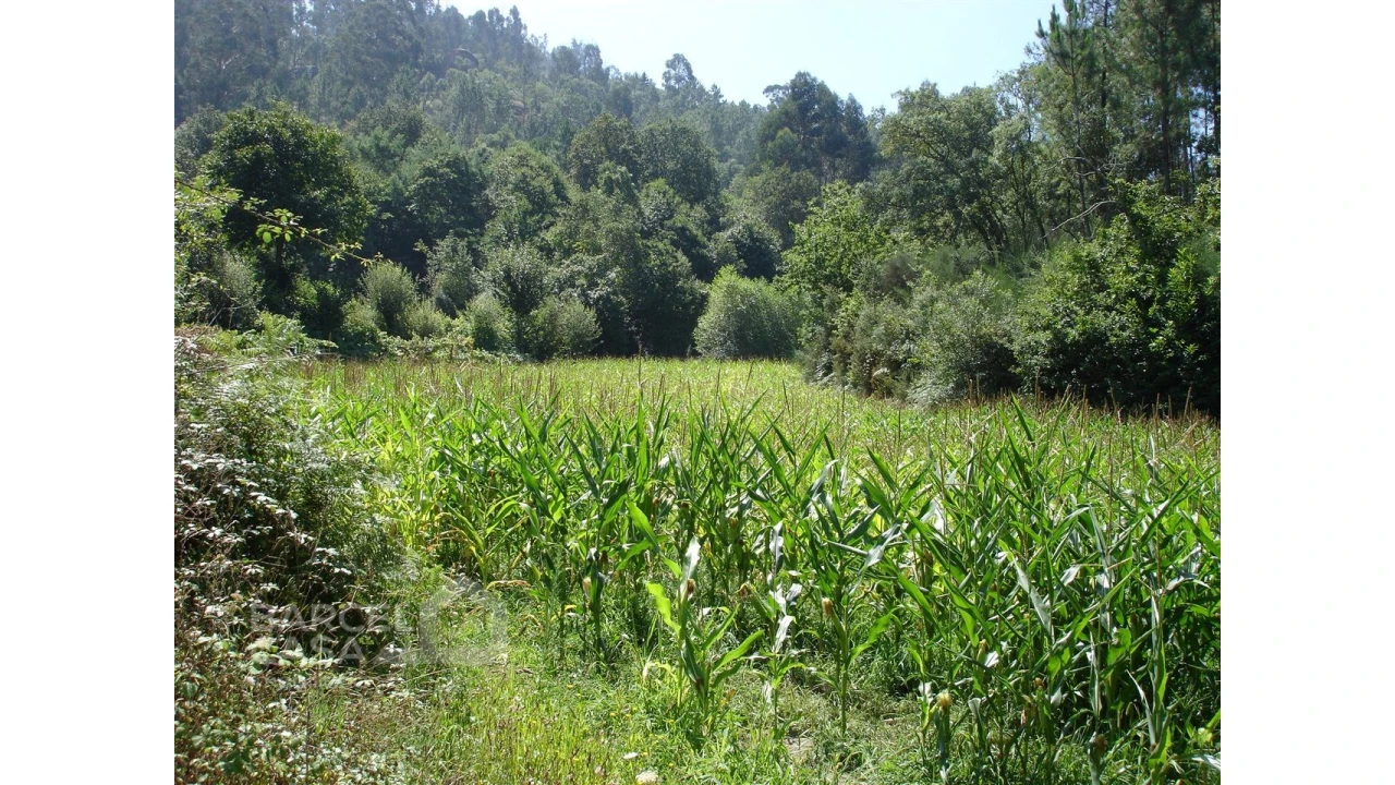 Terreno para Venda em Areias de Vilar e Encourados Foto 3