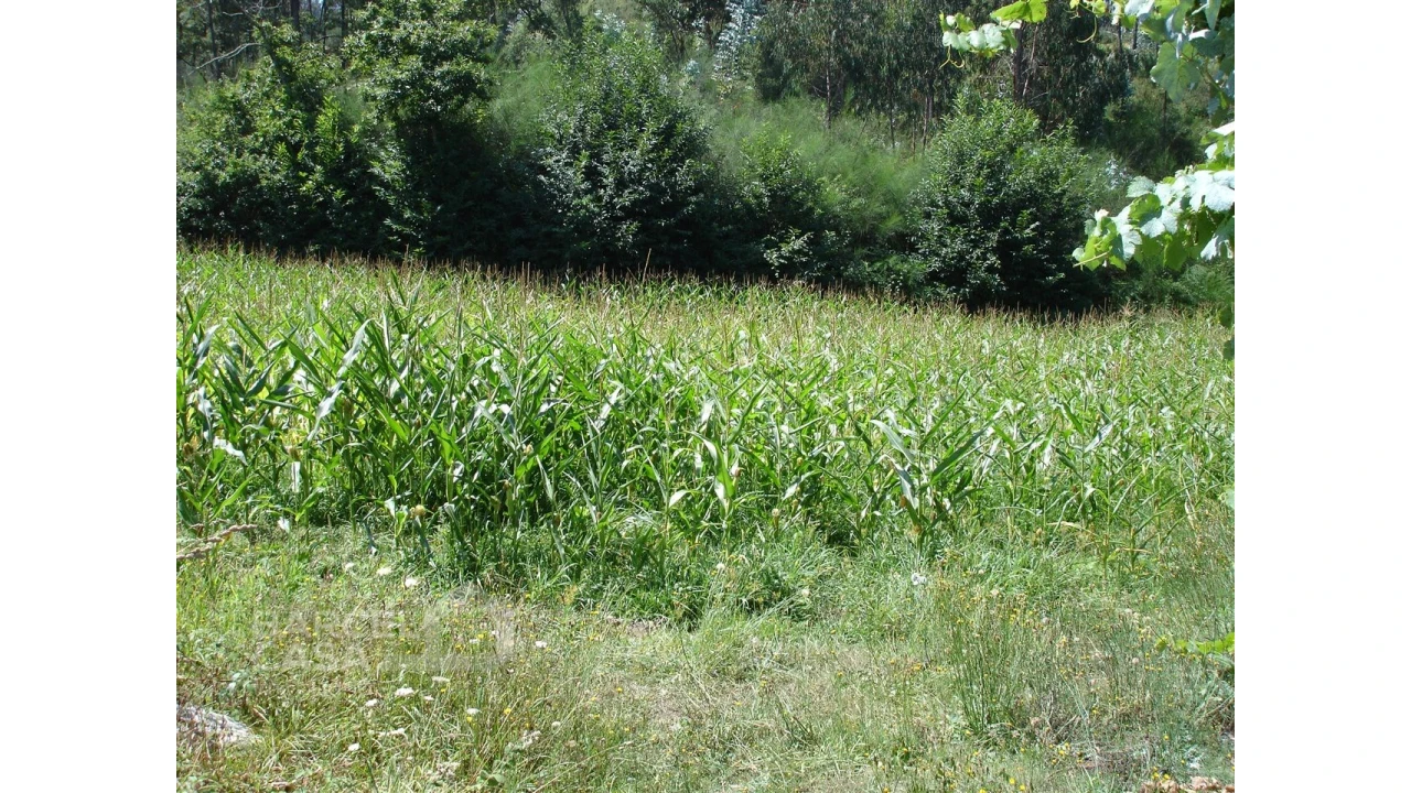 Terreno para Venda em Areias de Vilar e Encourados Foto 4